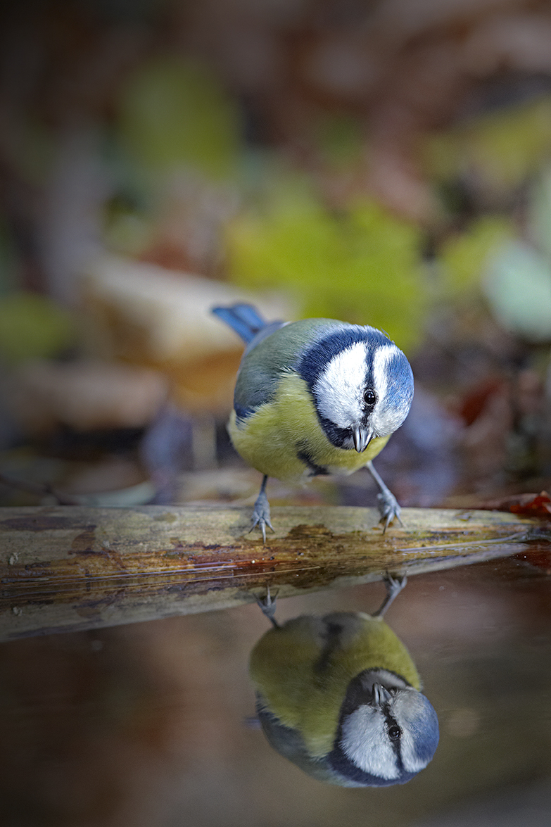 Blaumeise (Cyanistes caeruleus)