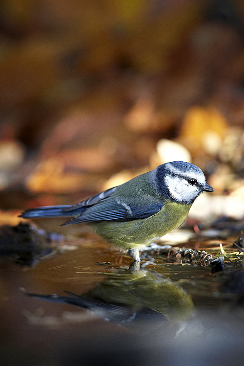 Blaumeise (Cyanistes caeruleus)