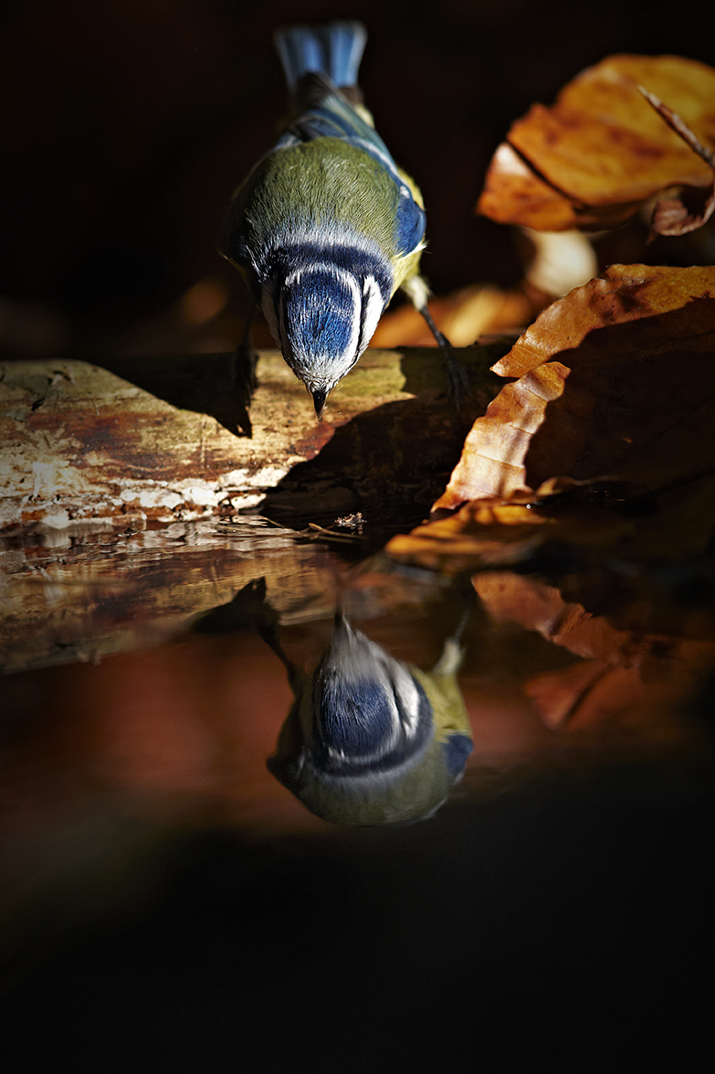 Blaumeise (Cyanistes caeruleus)