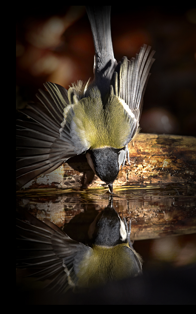 Kohlmeise (Parus major)