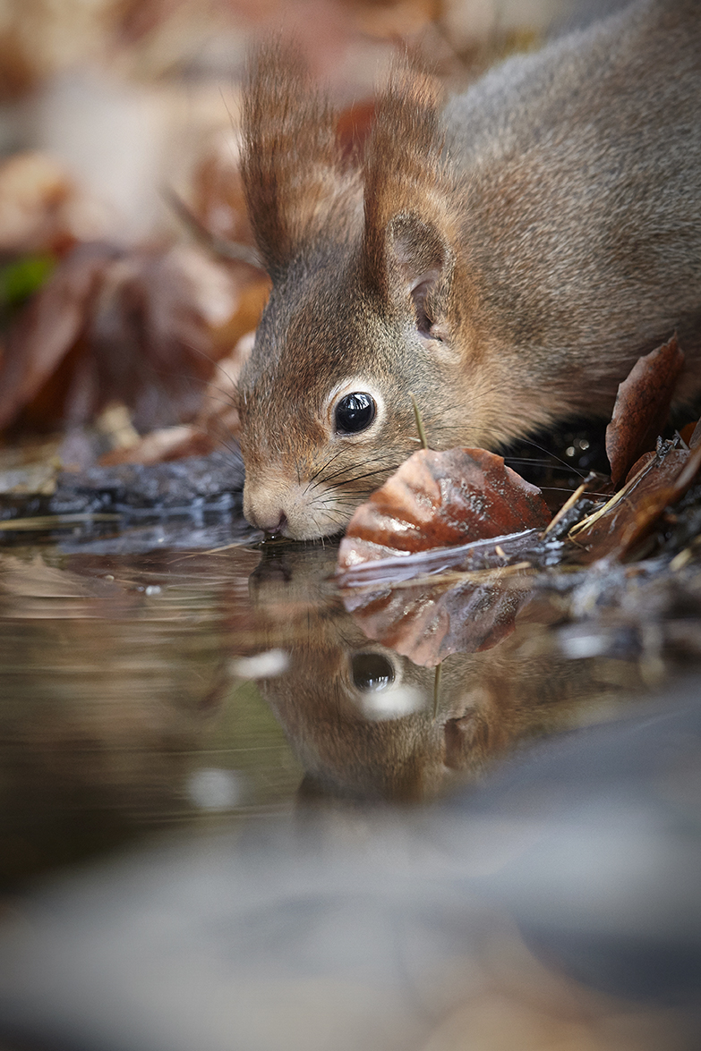 EichhÃ¶rnchen (Sciurus vulgaris)