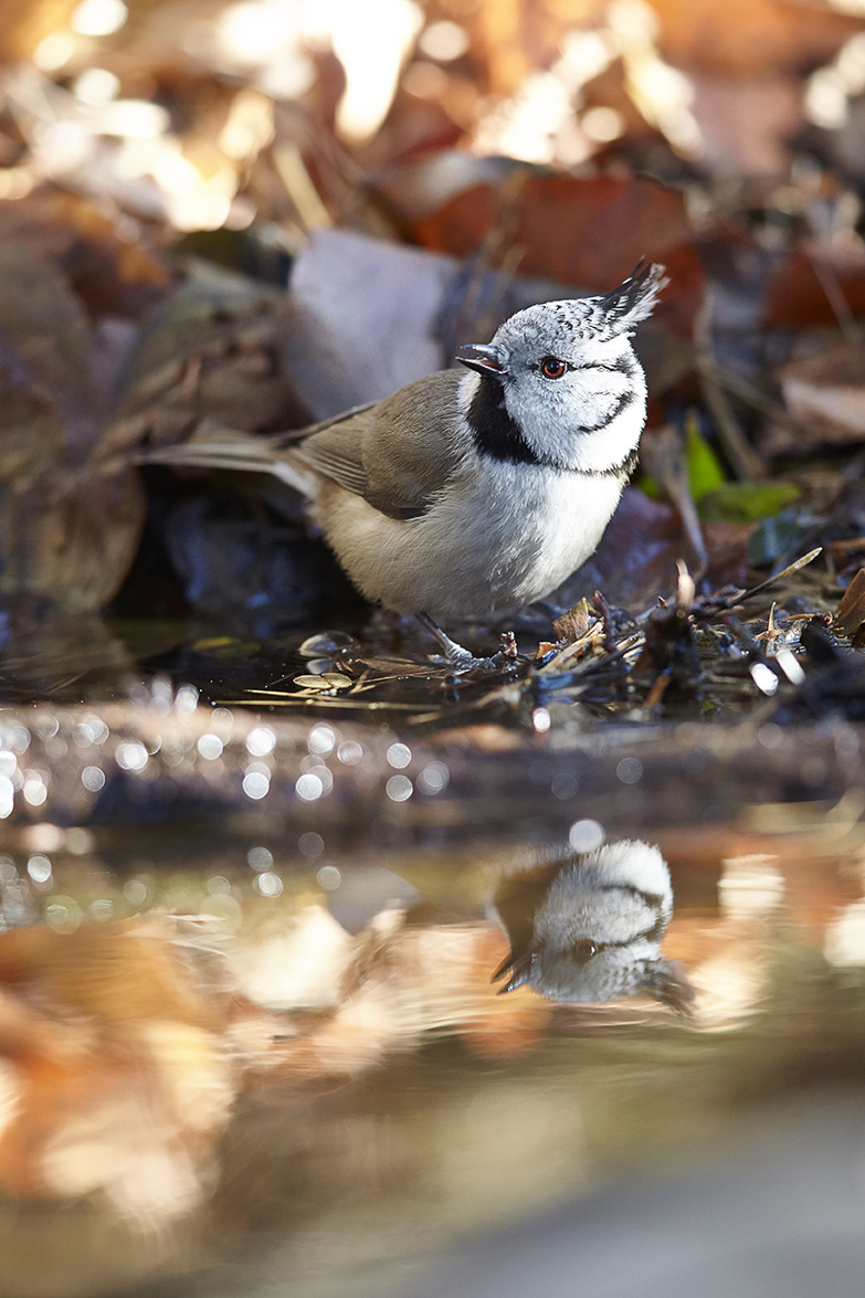 Haubenmeise (Lophophanes cristatus)