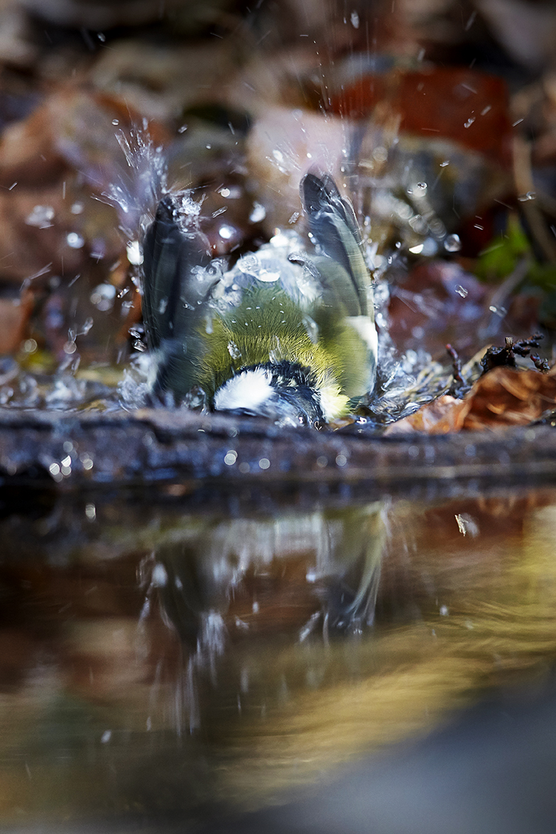 Kohlmeise (Parus major)