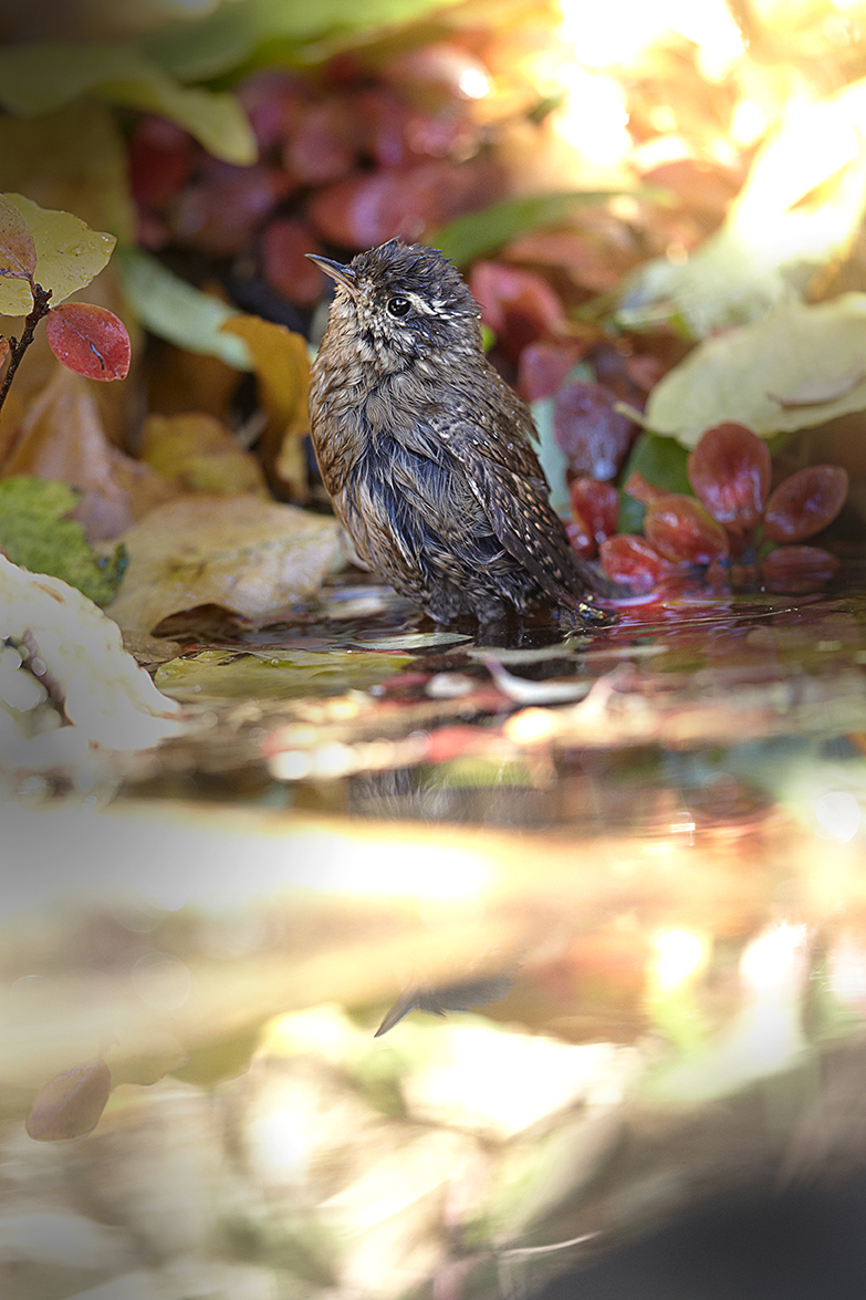 ZaunkÃ¶nig (Troglodytes troglodytes)