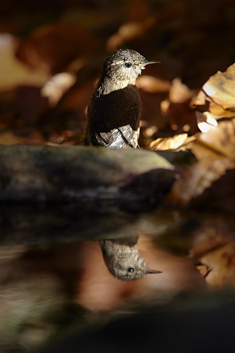 ZaunkÃ¶nig (Troglodytes troglodytes)