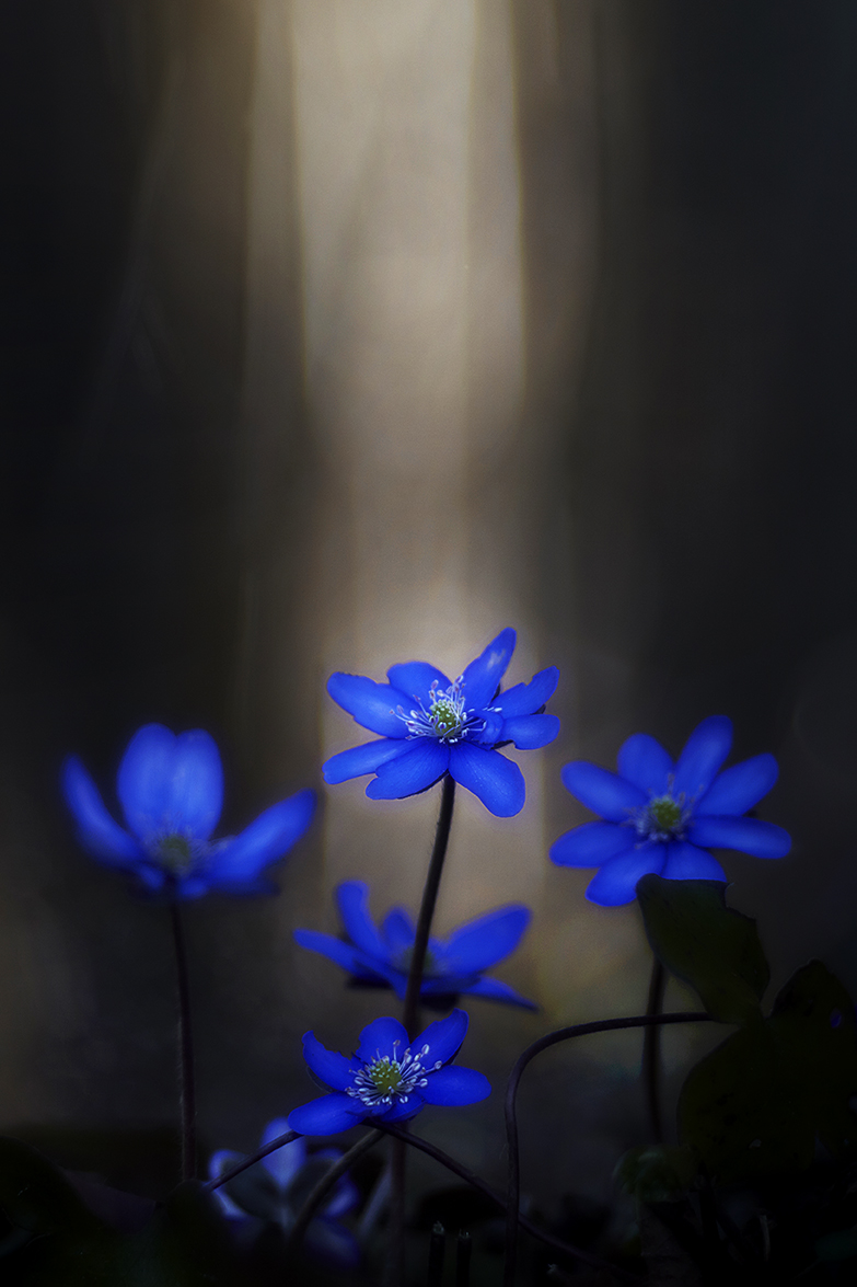 LeberblÃ¼mchen (Hepatica nobilis)