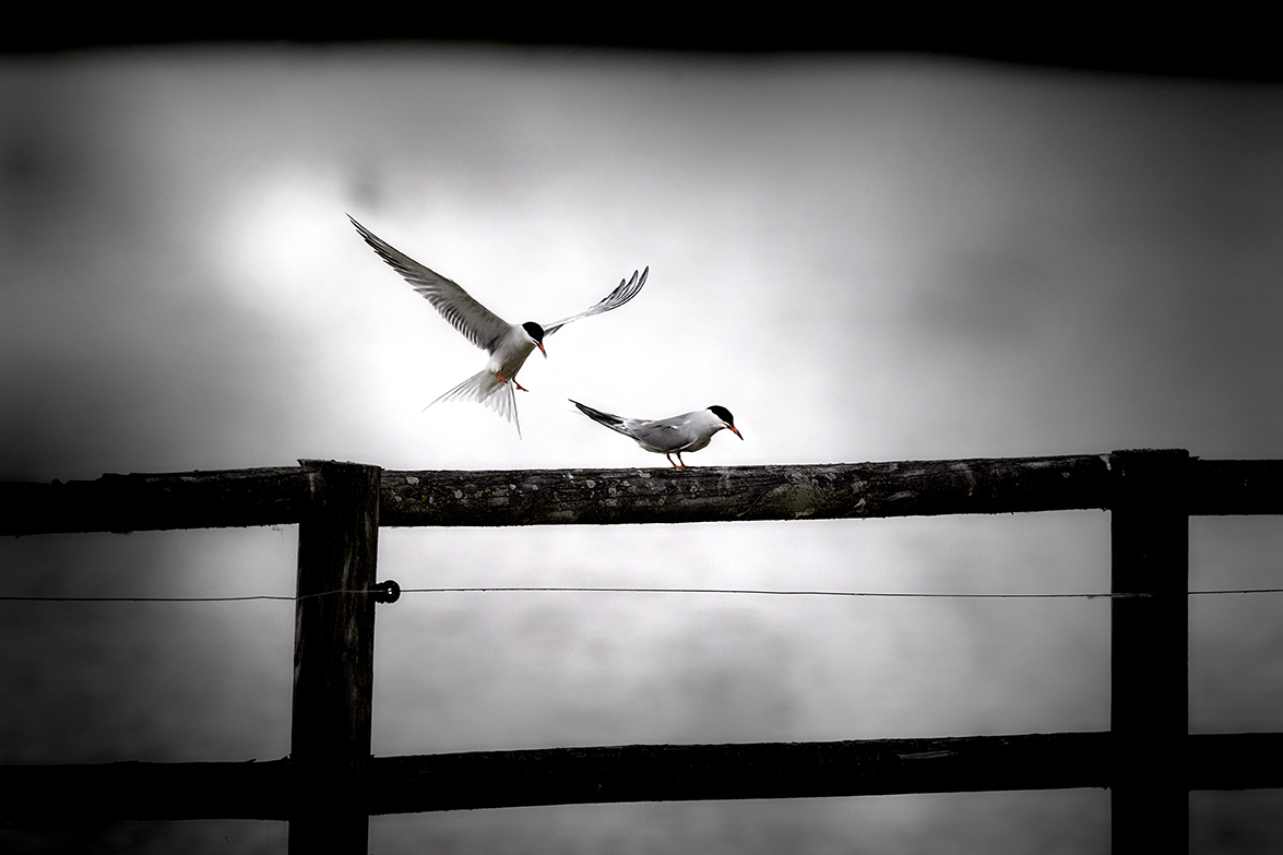 Fluss-Seeschwalbe (Sterna hirundo)