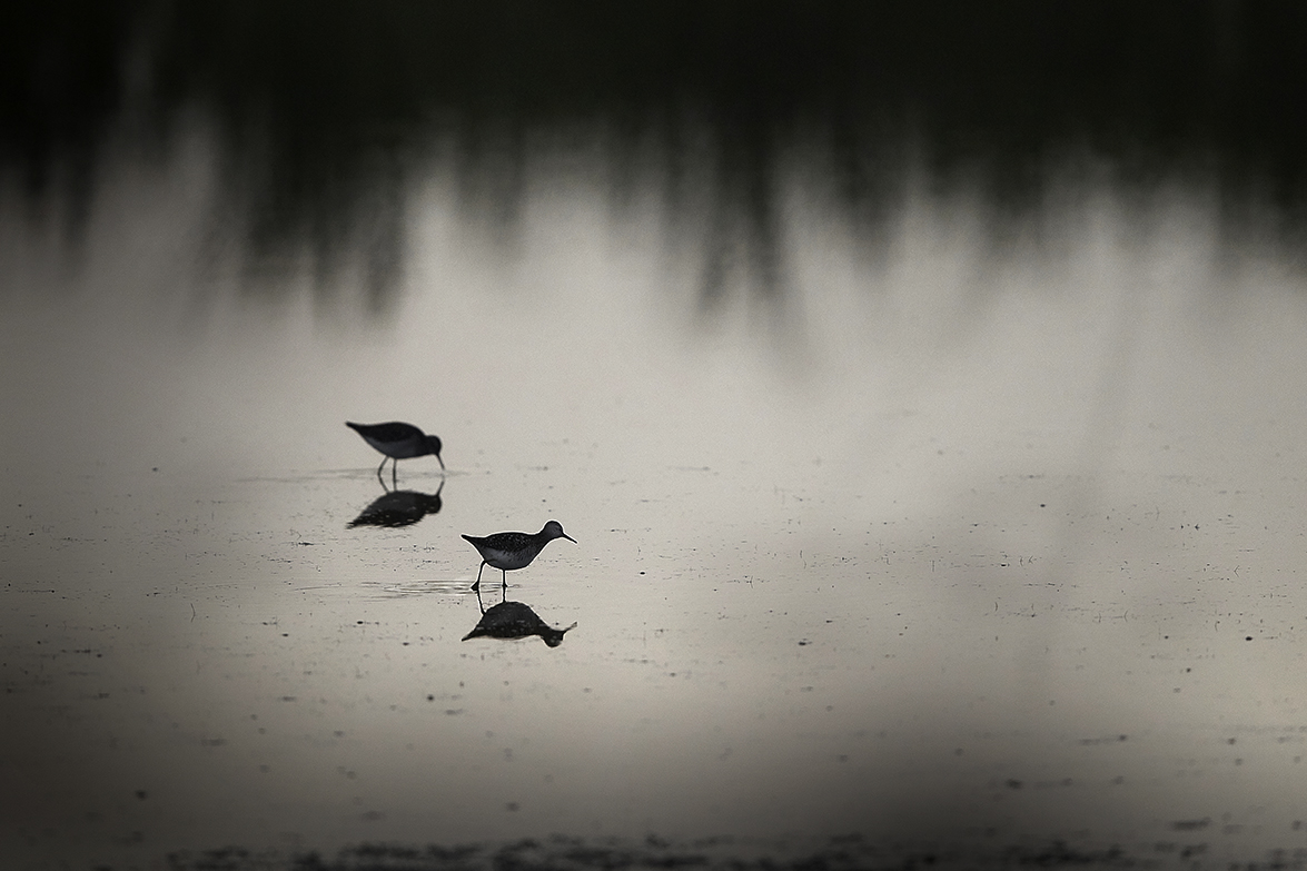 Darkbirds