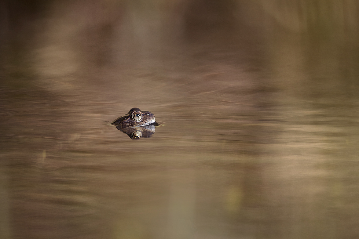 Frosch