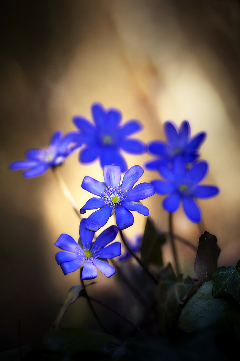 LeberblÃ¼mchen (Hepatica nobilis)