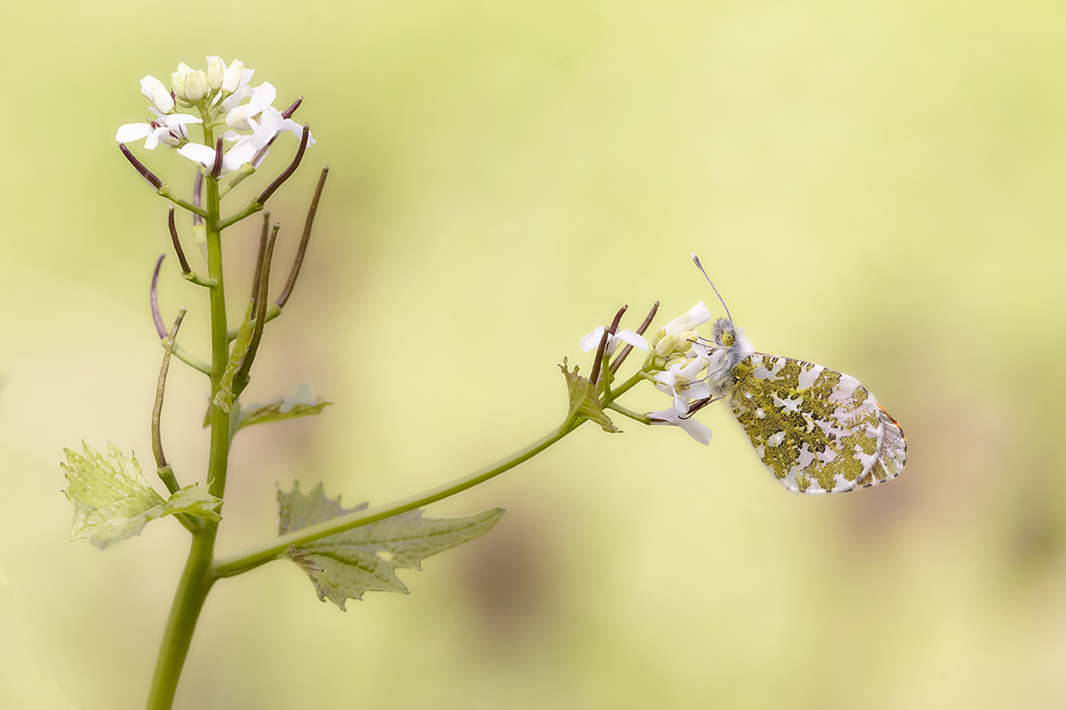 Aurorafalter (Anthocharis cardamines)