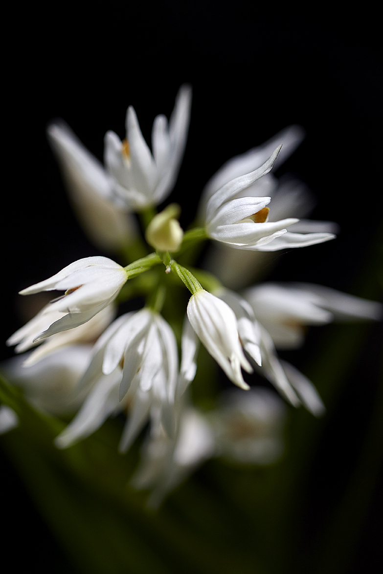 SchwertblÃ¤ttriges WaldvÃ¶glein ( Cephalanthera longifolia)