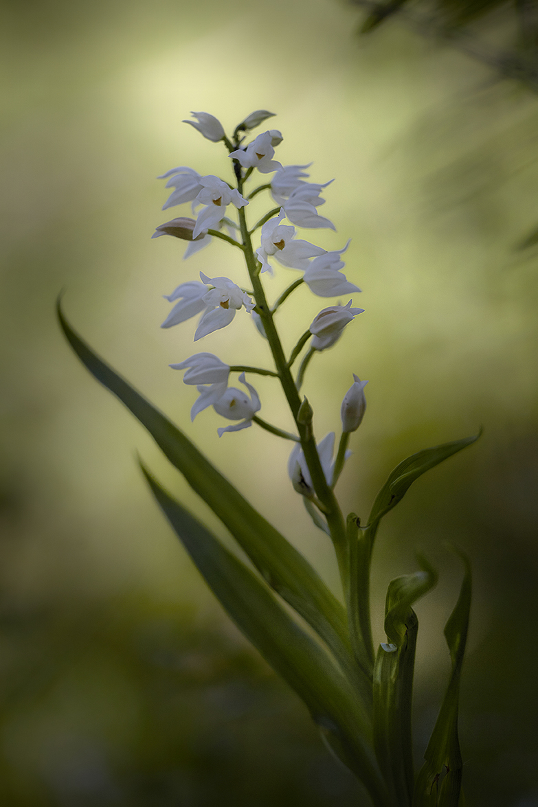 SchwertblÃ¤ttriges WaldvÃ¶glein ( Cephalanthera longifolia)