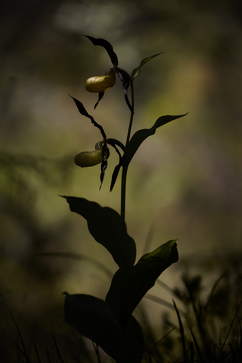 Gelber Frauenschuh (Cypripedium calceolus)