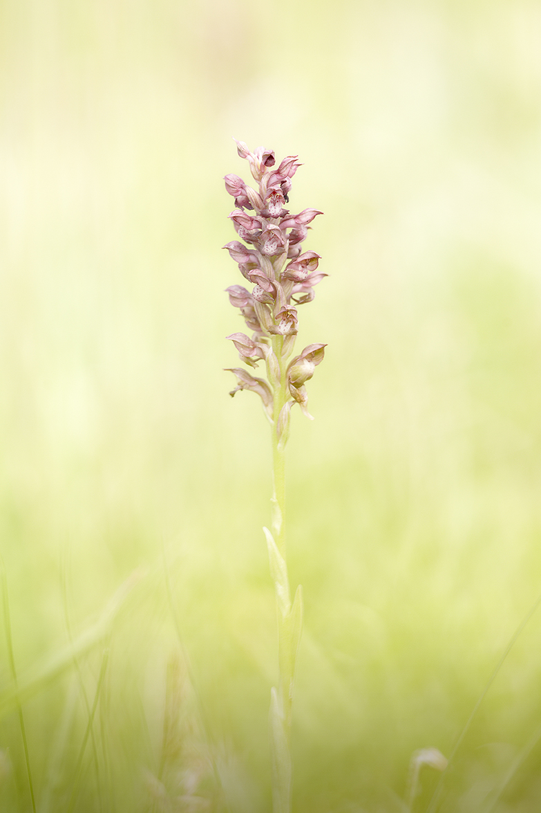 Wanzen-Knabenkraut (Anacamptis coriophora)