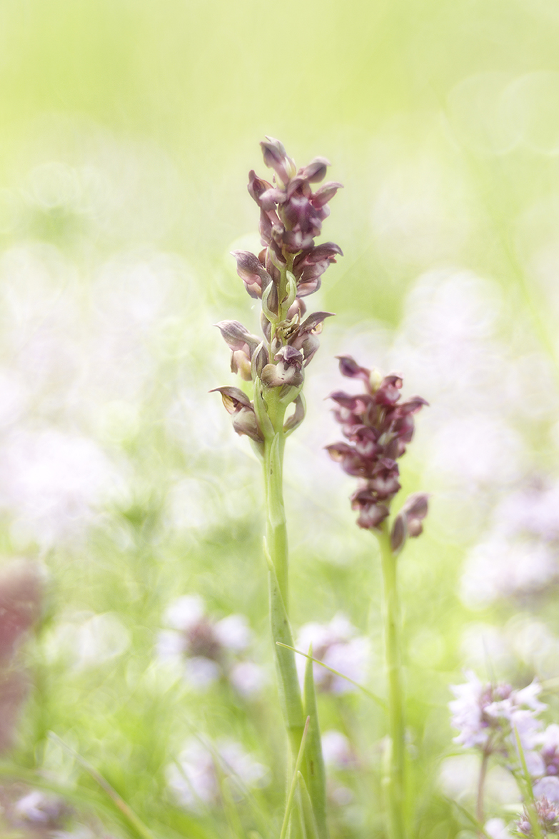 Wanzen-Knabenkraut (Anacamptis coriophora)