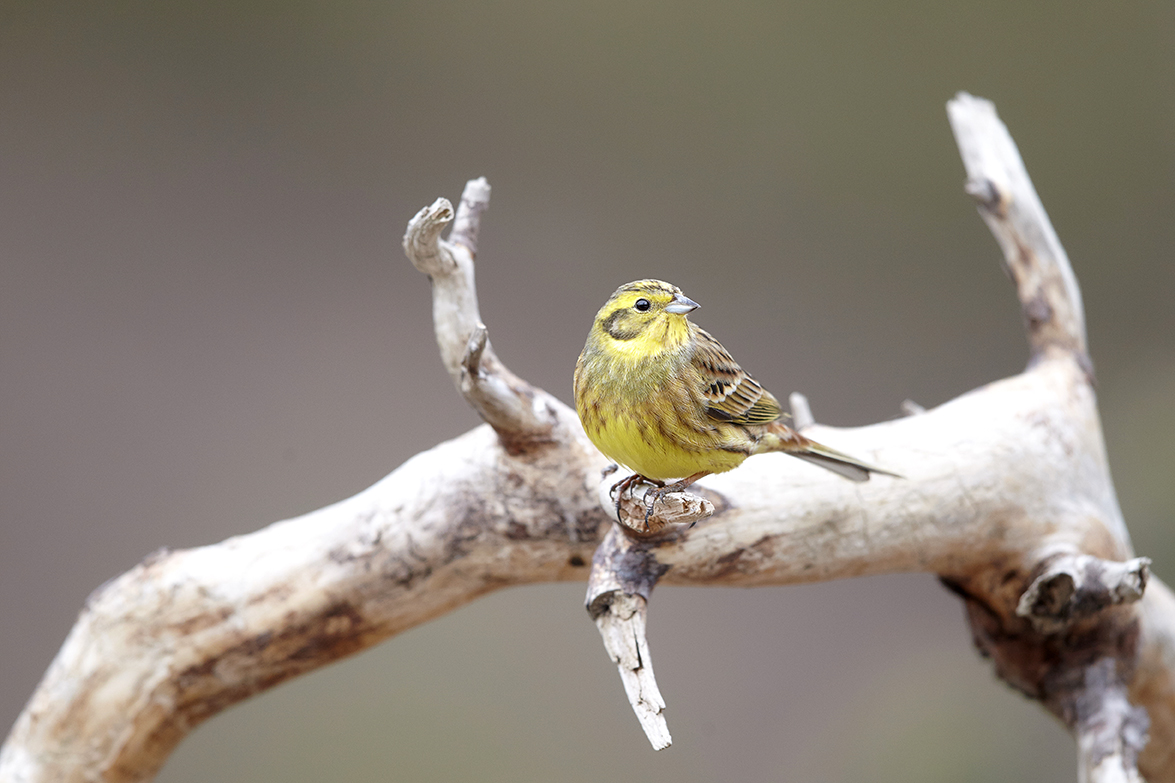 Goldammer (Emberiza citrinella)