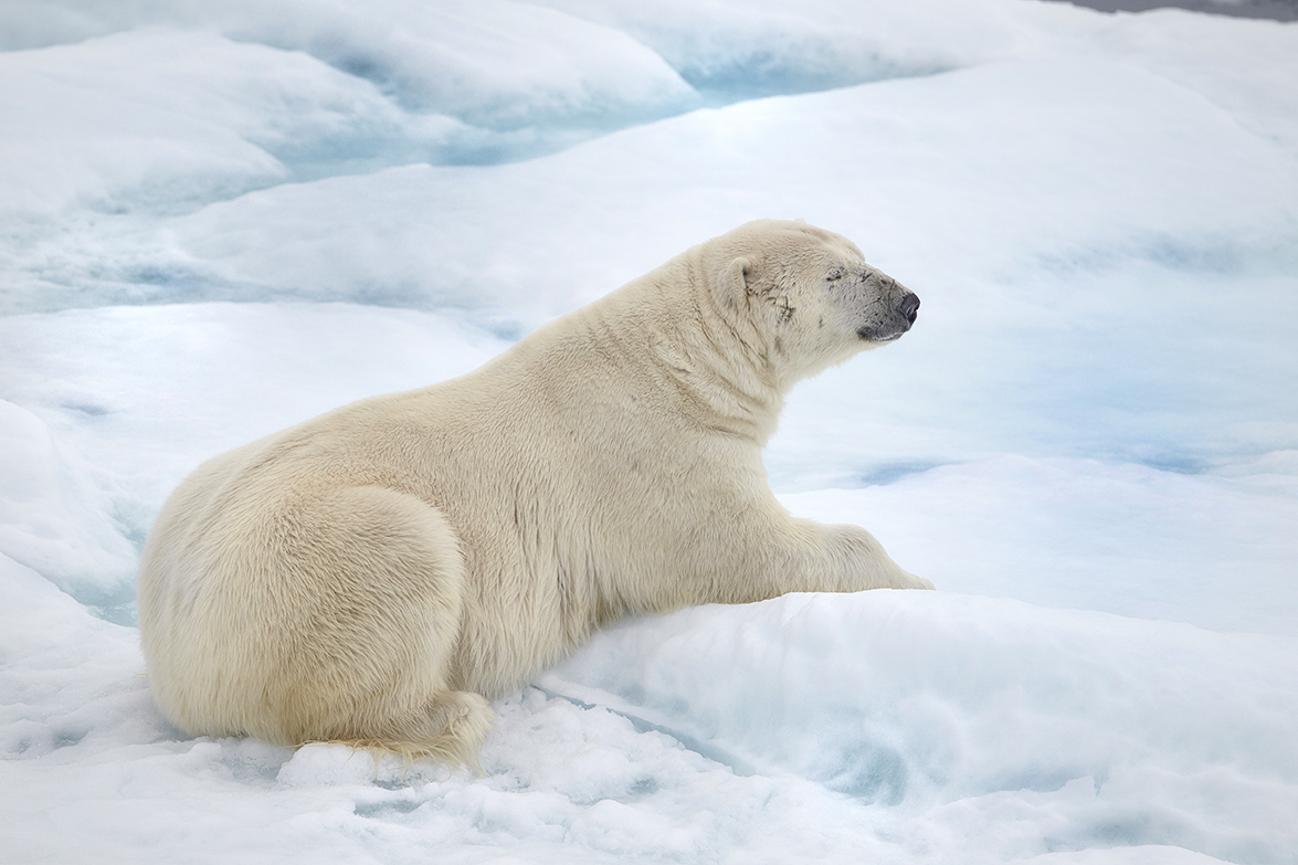 EisbÃ¤r (Ursus maritimus)