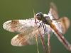 GebÃ¤nderte Heidelibelle (Sympetrum pedemontanum)