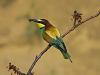 Bienenfresser (Merops apiaster)