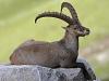 Alpensteinbock (Capra ibex)