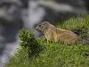 Alpenmurmeltier (Marmota marmota)