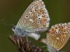 Himmelblauer BlÃ¤uling (Polyommatus bellargus)