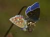 Himmelblauer BlÃ¤uling (Polyommatus bellargus)