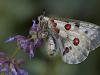 Roter Apollofalter (Parnassius apollo)