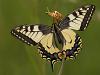 Schwalbenschwanz (Papilio machaon)