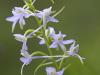 ZweiblÃ¤ttrige Waldhyazinthe (Platanthera bifolia)