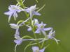 ZweiblÃ¤ttrige Waldhyazinthe (Platanthera bifolia)