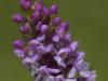 MÃ¼cken-HÃ¤ndelwurz (Gymnadenia conopsea)