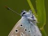 Gemeiner BlÃ¤uling (Polyommatus icarus)