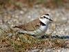 Seeregenpfeifer (Charadrius alexandrinus)