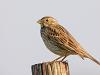 Grauammer (Emberiza calandra)
