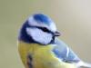Blaumeise (Cyanistes caeruleus)