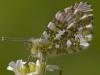 Aurorafalter (Anthocharis cardamines)