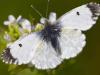 Aurorafalter (Anthocharis cardamines)