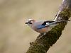 EichelhÃ¤her (Garrulus glandarius)