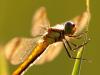 GebÃ¤nderte Heidlibelle (Sympetrum pedemontanum)