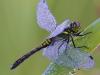 Schwarze Heidelibelle (Sympetrum danae)