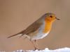 Rotkehlchen (Erithacus rubecula)