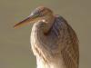 Purpurreiher (Ardea purpurea)