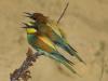 Bienenfresser (Merops apiaster)