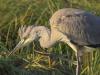 Graureiher (Ardea cinerea)