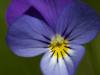 Wildes StiefmÃ¼tterchen (Viola tricolor)