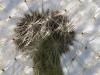 GewÃ¶hnlicher LÃ¶wenzahn (Taraxacum sect. Ruderalia)