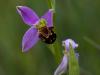 Bienen-Ragwurz (Ophrys apifera)