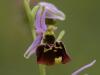 Hummel-Ragwurz (Ophrys holoserica)